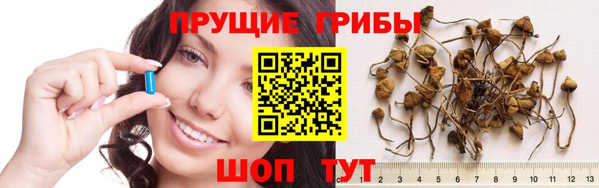 Галлюциногенные грибы Cubensis Аргун